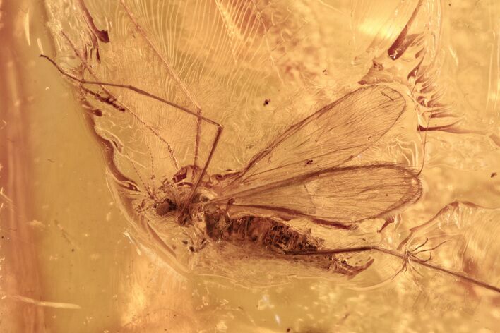 Fossil Crane Fly, True Midge, and Larval Case in Baltic Amber #275408